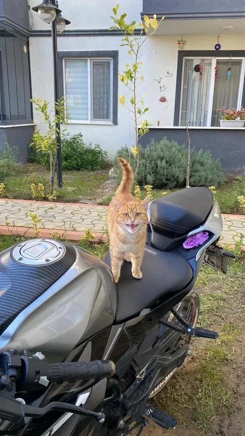 Meowtorcycle dispatch rider