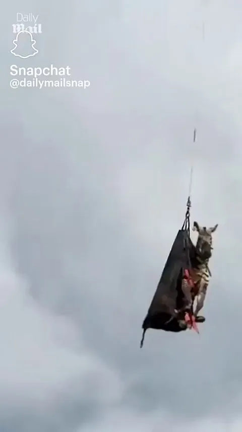 Ed the zebra has been captured after he escaped from a Tennessee zoo, sparking a week-long rescue mission.