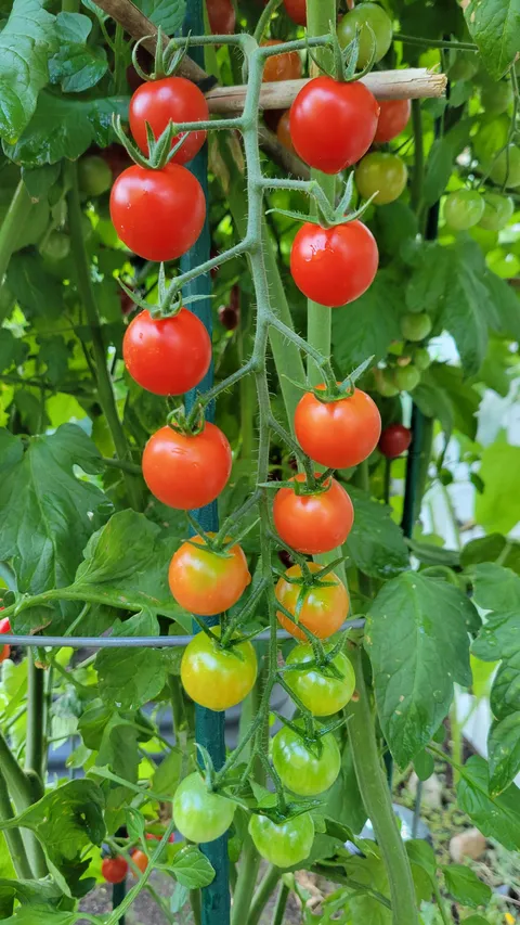 My beautiful Cherry tomatoes