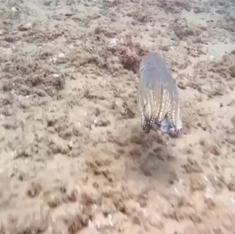 Octopus goes invisible in seconds