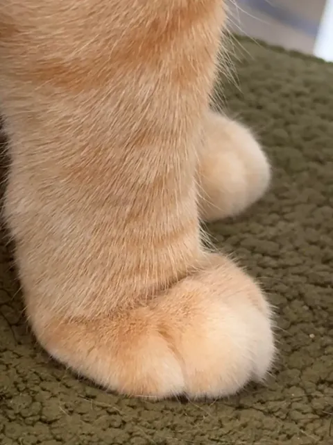 Look at THEM PAWS!!!