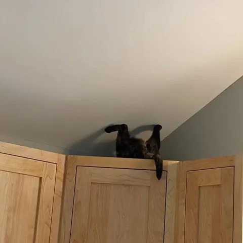 Caught my cat just casually living in a different realm of gravity