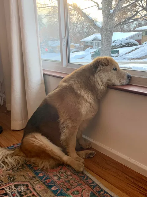 My parents’ rare Sharpei mix whenever my dad’s not home...
