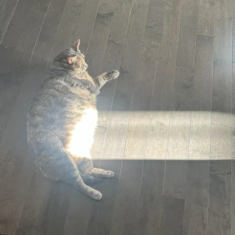 Sunshine shooting out of her belly like a Care Bear 