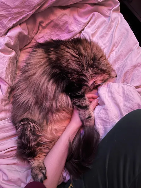 Just a sweet story about adopting a senior cat :)