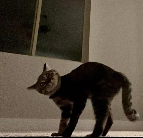 Some of my favorite kitten photos of Mater