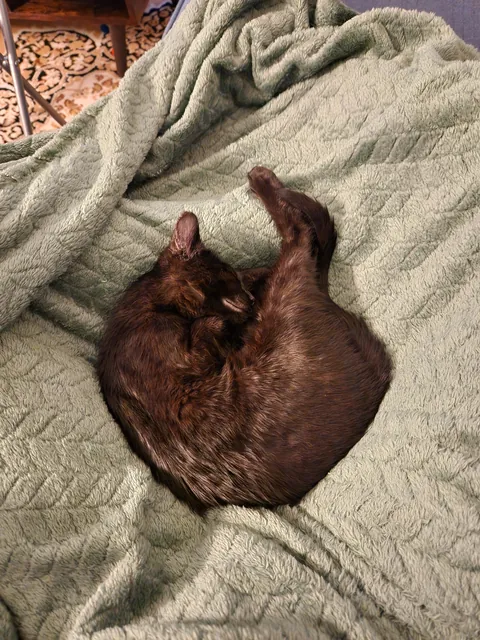 Anyone else have a cuddle bug?