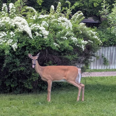 This deer posing for a photo.
