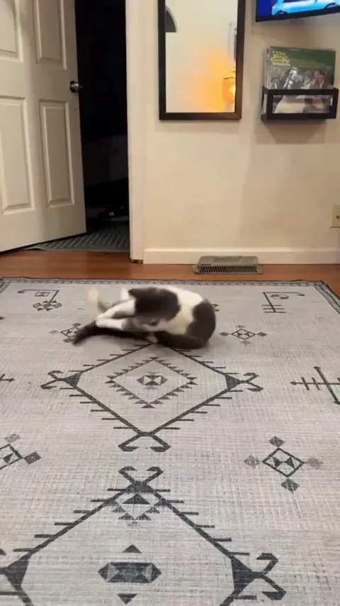 I think my cats tail owes him monėy