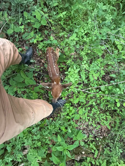 When you’re in the woods just looking for mushrooms and then someone decides you’re their mother