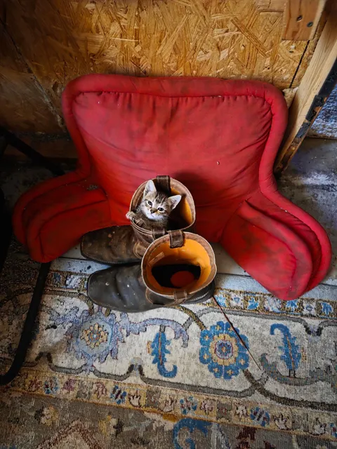 My dad’s cat had kittens. He sends me all the updates. He said he went to put on his boots