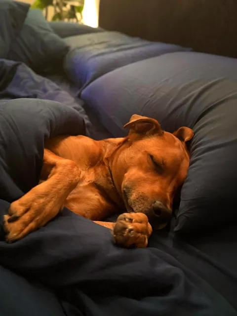 Hector is a bit of a cuddle bug, it’s the best!😘🐕