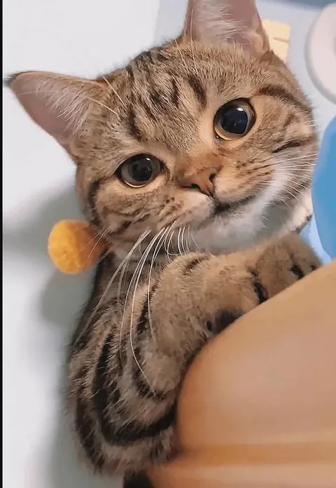 This is the face that gets away with everything