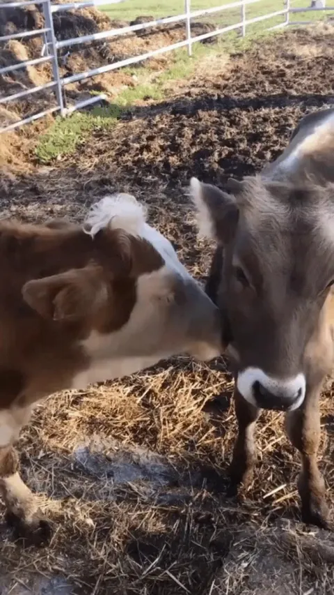 Cows have best friends that they spend the most time with