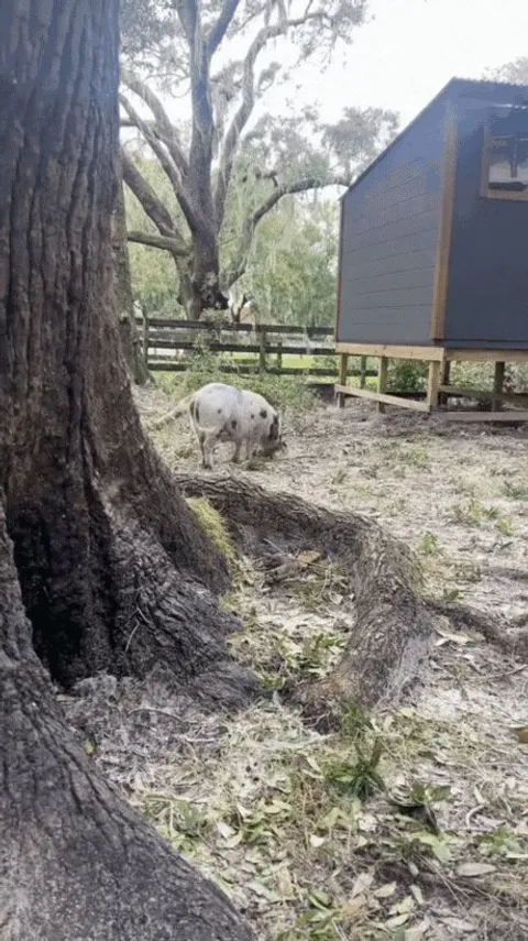 Pig helps by piling up debris after a storm