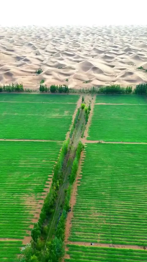 Reforestation efforts on the edge of a desert, China