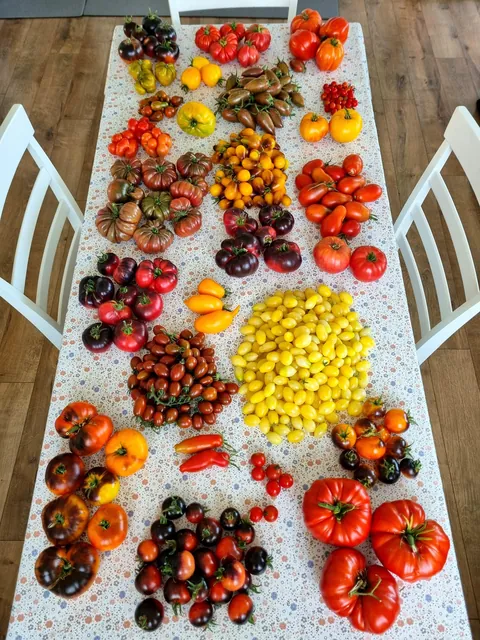 Today's colorful harvest 🍅
