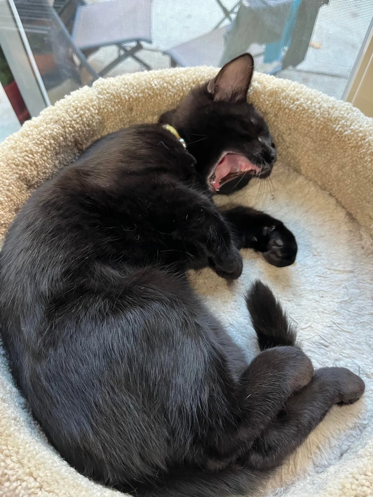 Littlest guy take a lil snooze