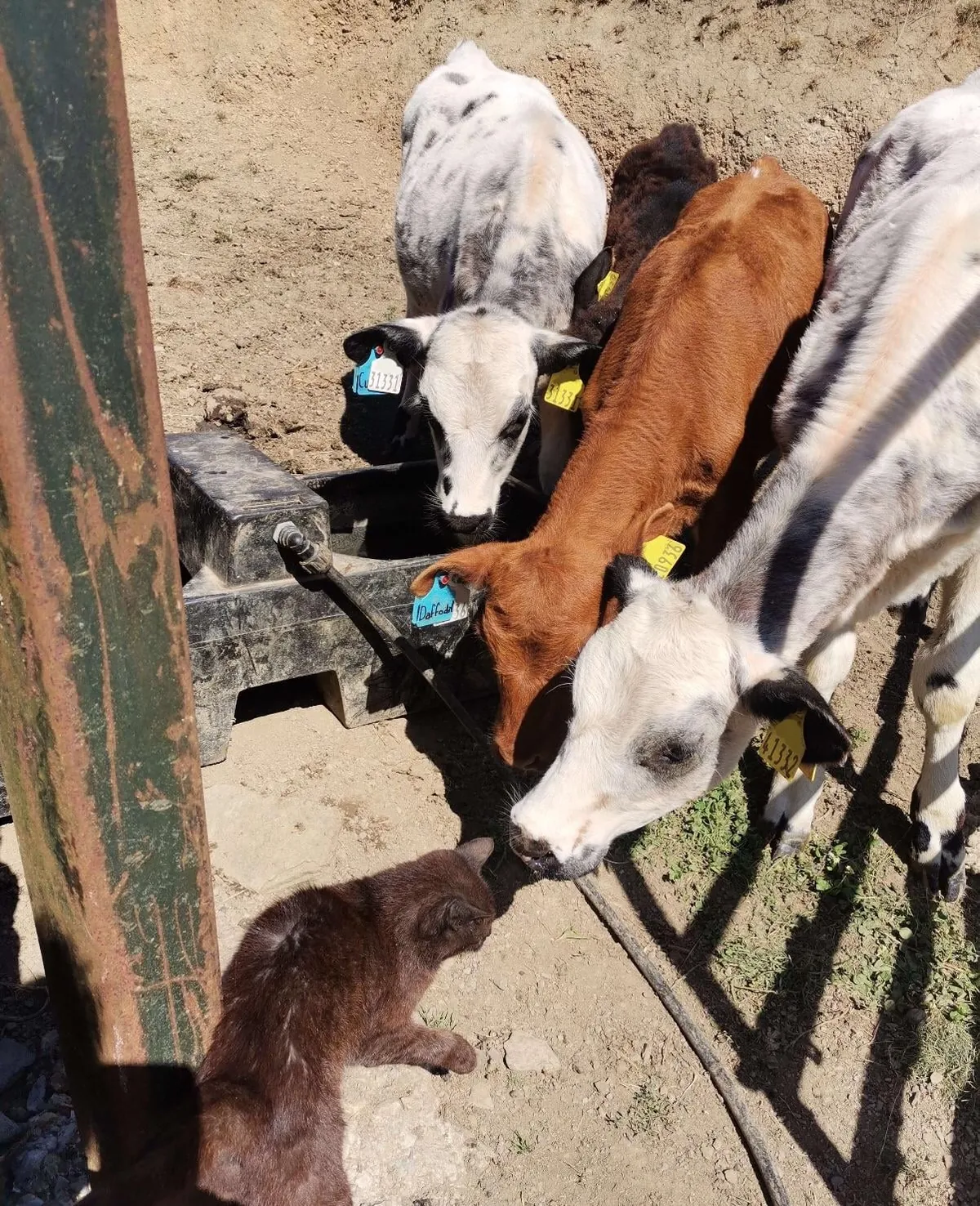 Here are a bunch of pictures of Custard and Cream hanging out with each other! These girls are always together.