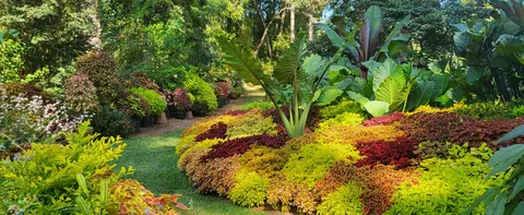 Tropical bedding with coleus
