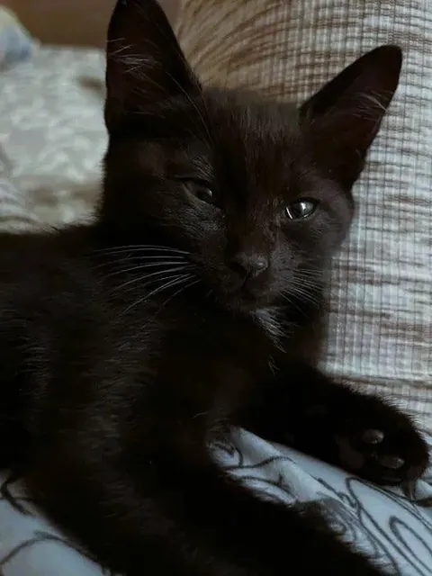 Look at my little Dracula