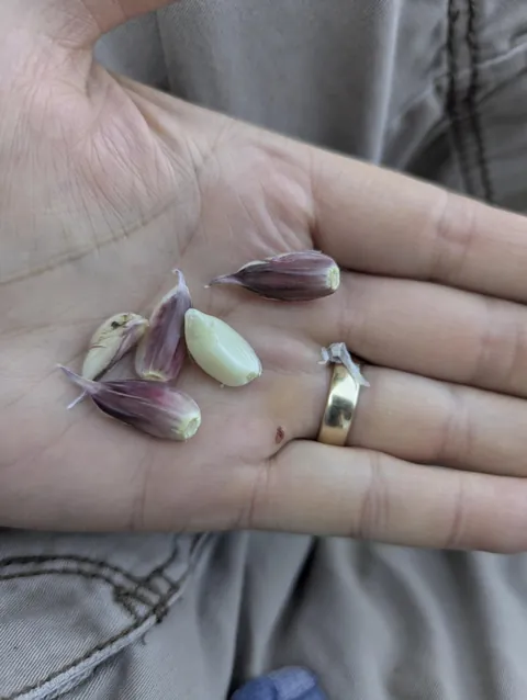 Resurrecting my dad's lost garlic variety after 40 years. More in the comments.