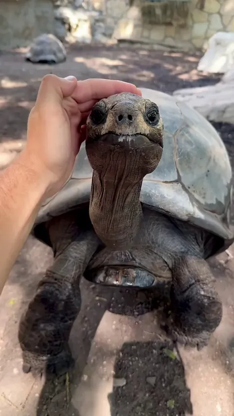 Petting an elderly tortoise