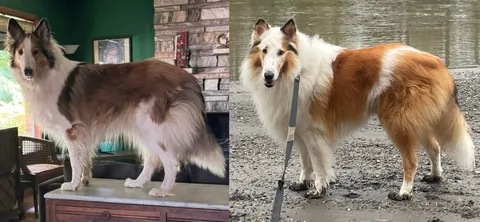 I’m adopting my dogs twin!?