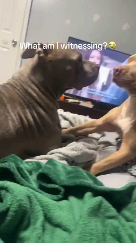 bro was just trying to watch some tv