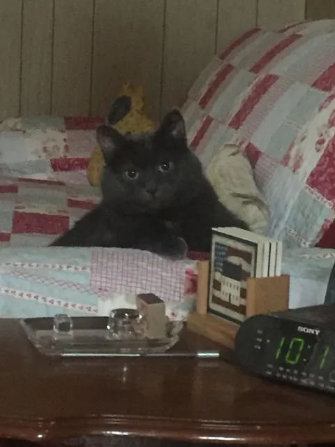 Saying goodbye to my first born feline son tomorrow after 10 years together