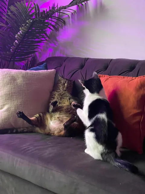 My cats once a year vs my cats normally 😂😂