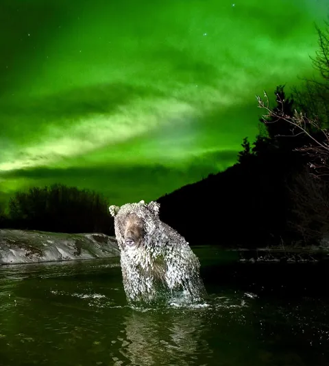 🔥 An Ice-Covered Grizzly Fishing Under the Northern Lights