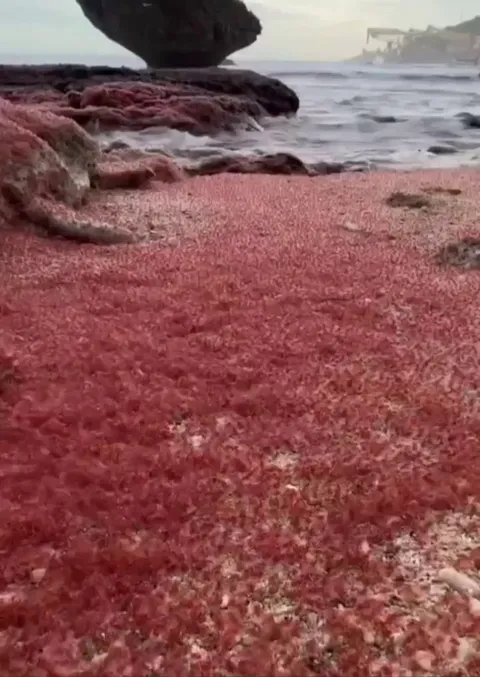 🔥the baby crab swarms of Christmas Island