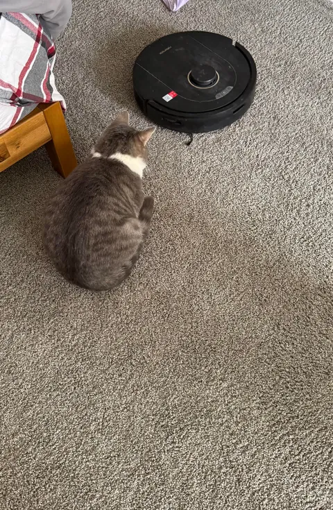 My husband and I adopted our first ever cat yesterday and we’re obsessed with him already!