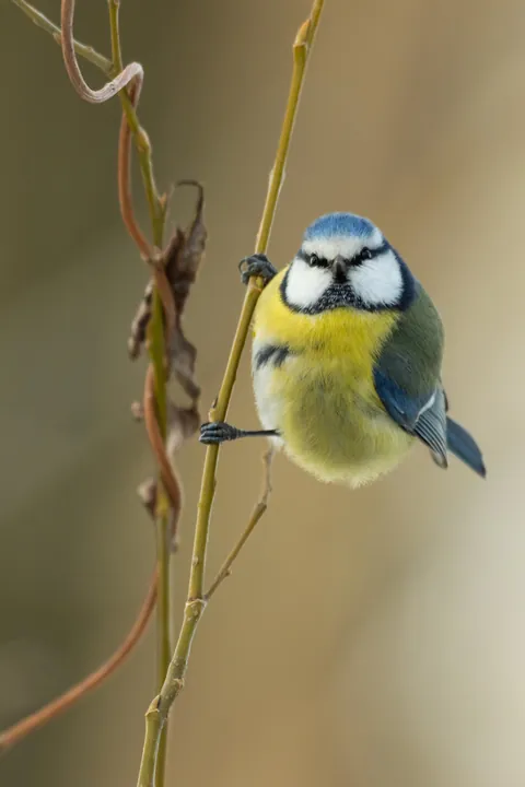 Got lucky with this little fella