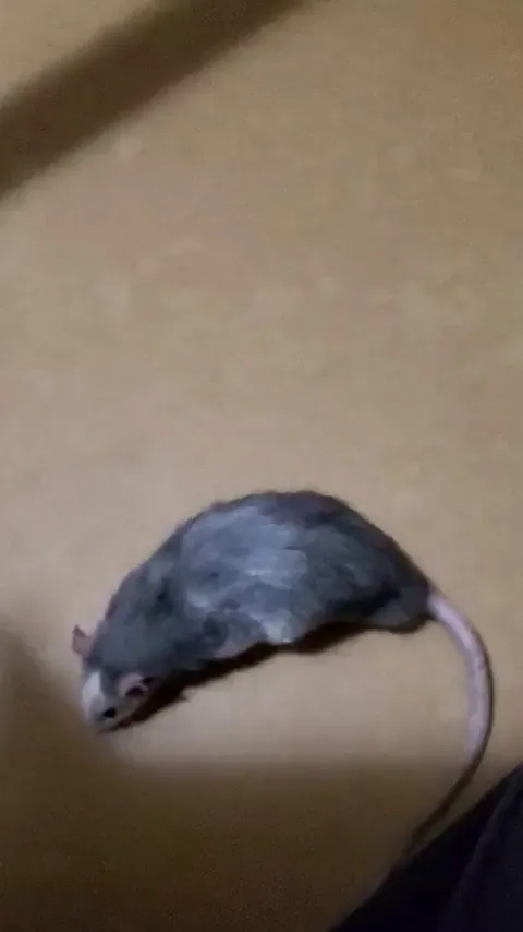 Pigeons latest obsession: partaking in the art of bowling as the bowling ball