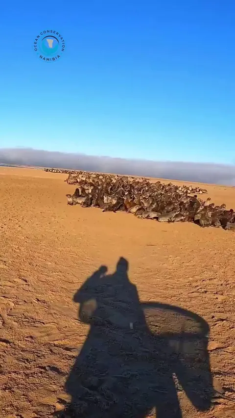 Conservationists free a seal