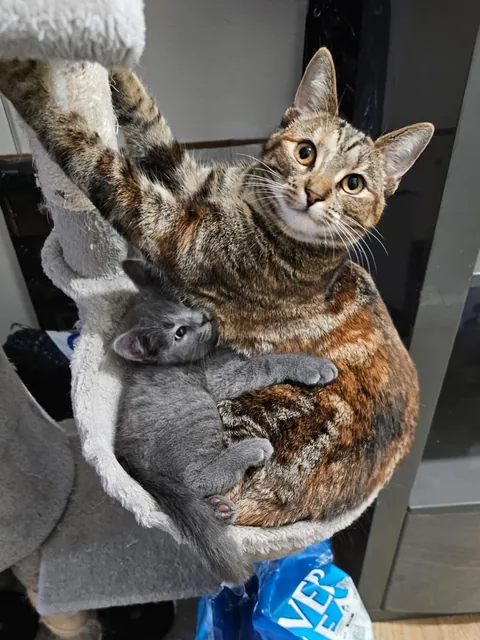 My torbie queen has claimed the spicy baby bean 💖