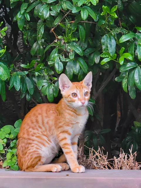 He sat so politely for his photo,I had to share