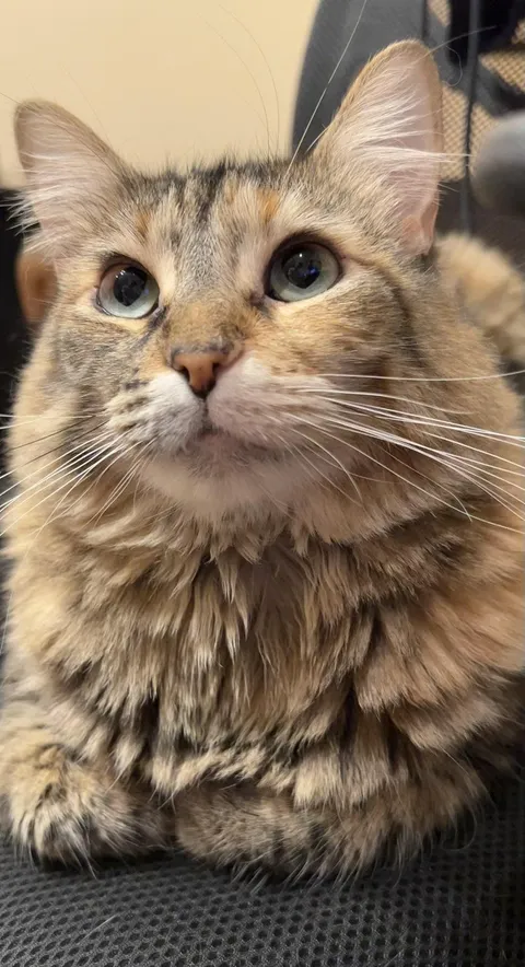 I named her Meow-meow because that was the only name she meowed back to