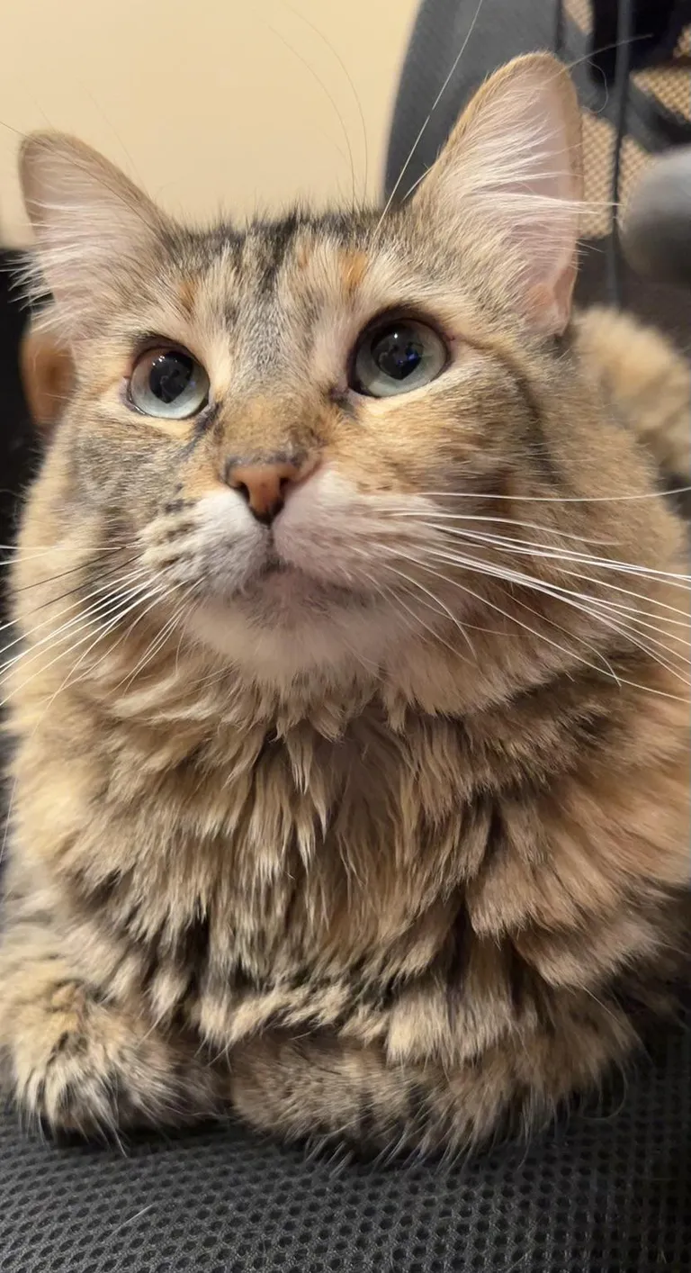 I named her Meow-meow because that was the only name she meowed back to