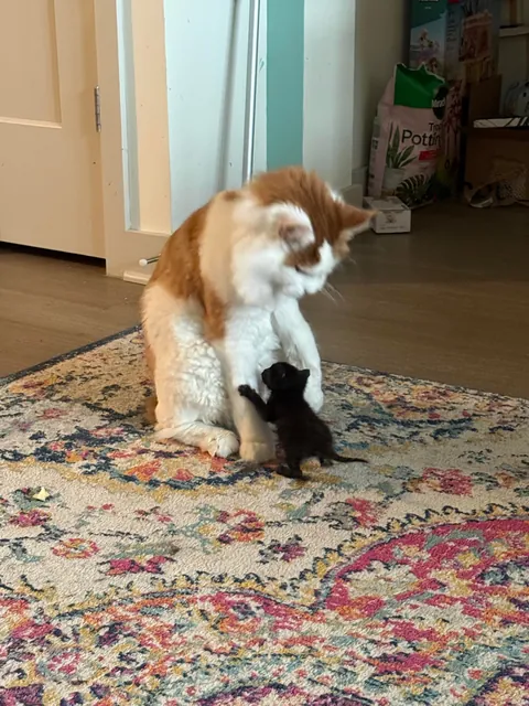 She’s 12oz this morning!!!!!