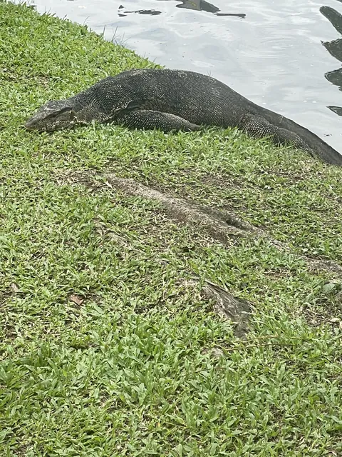 Are these bad boys venomous?