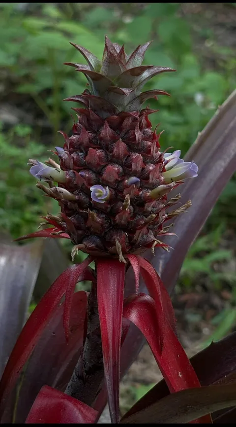 My red pineapple plant flowered, will this happen again as the fruit matures?