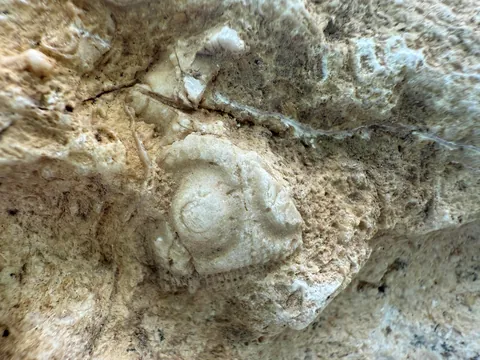 Some of my potentially scientifically important fossils in this country.