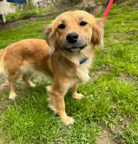 Everyone meet Tessa. 3 years in a shelter, now she's finally home