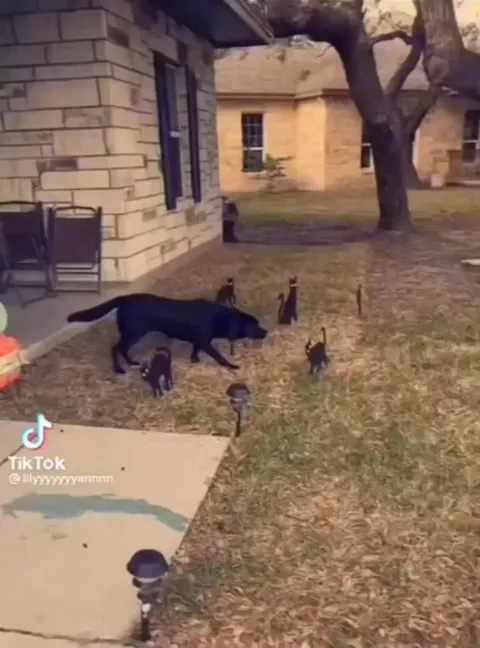 This dog didn’t know how to handle all the halloween cat decorations and just froze