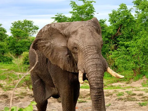 December in Botswana