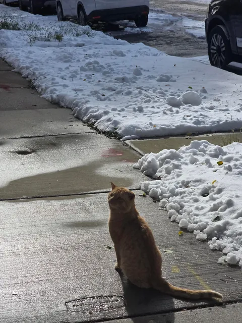 Cat keeps showing up at my door