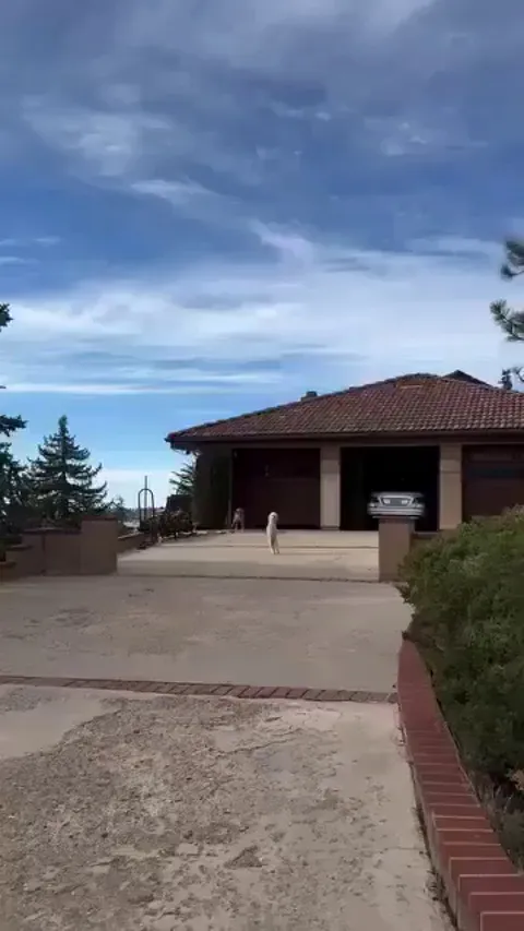 A man adopted a two-legged poodle and it became the happiest dog in the world